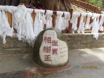 林芝世界柏树王