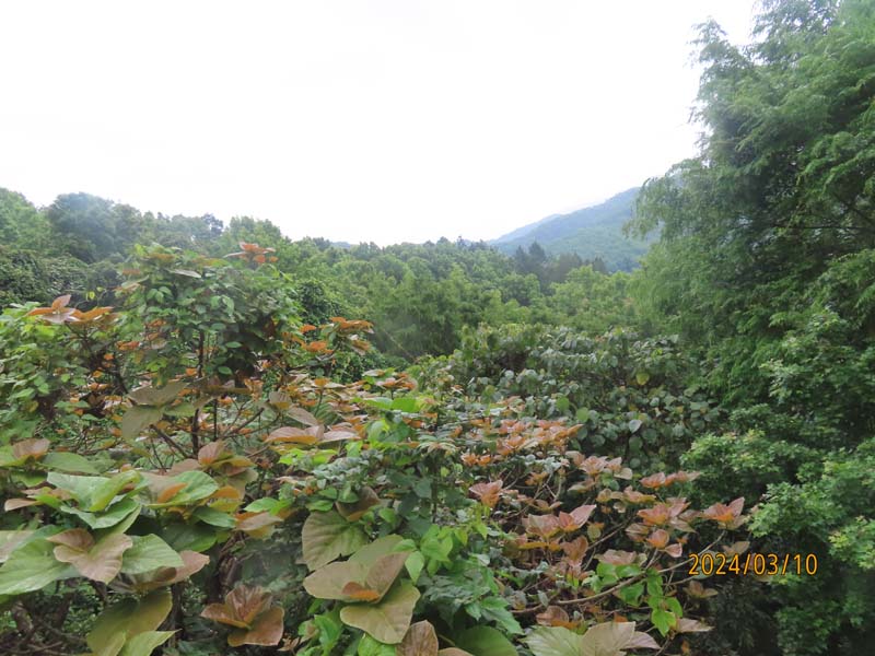 03五指山热带雨淋.JPG