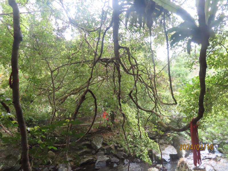 07五指山热带雨淋.JPG