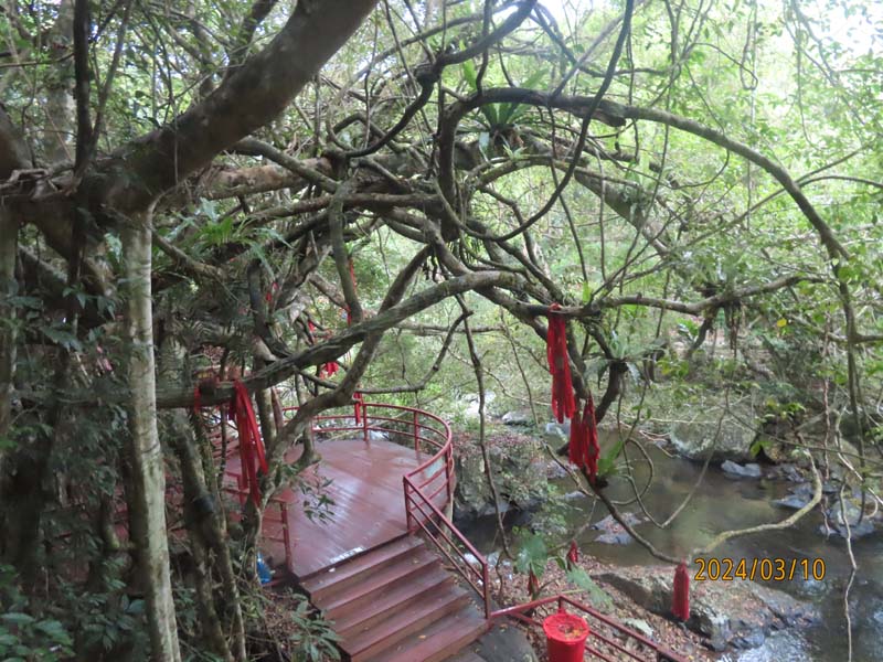 18五指山热带雨淋.JPG