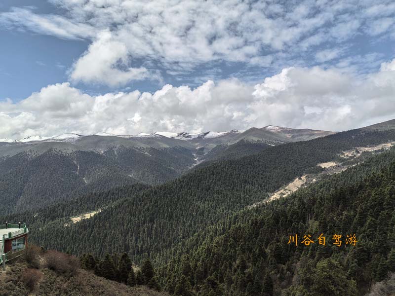12鲁朗林海.jpg