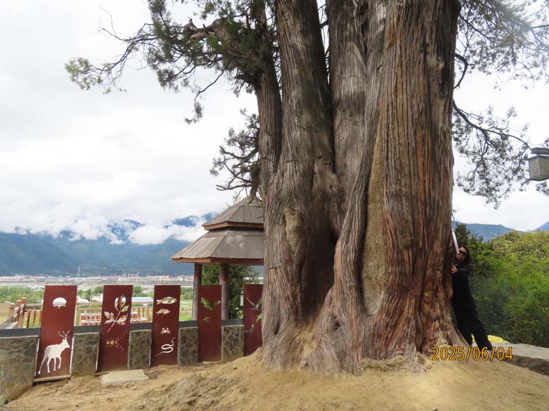 02林芝世界柏树王.JPG