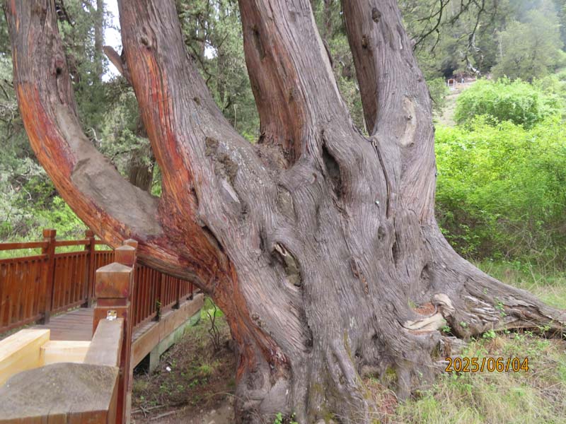 09林芝世界柏树王.JPG