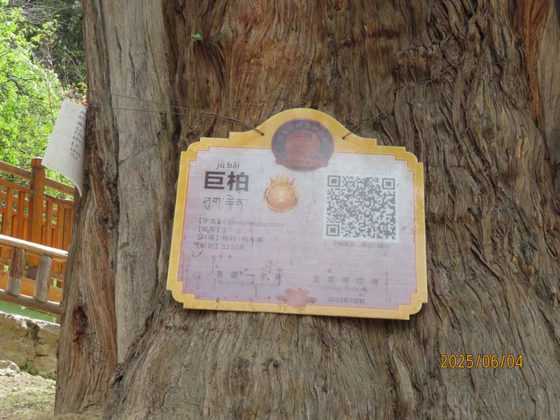 14林芝世界柏树王.JPG